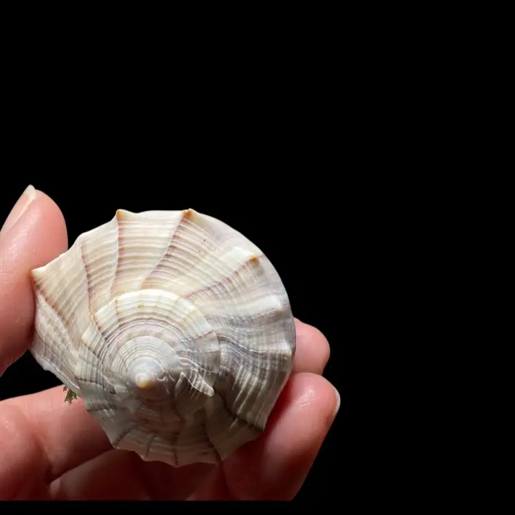 Handmade By Me Shell Ornament w/Tiny the Snowman 4”x 2”