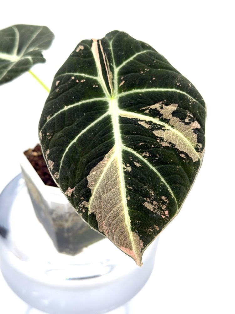 Alocasia Pink Black Velvet