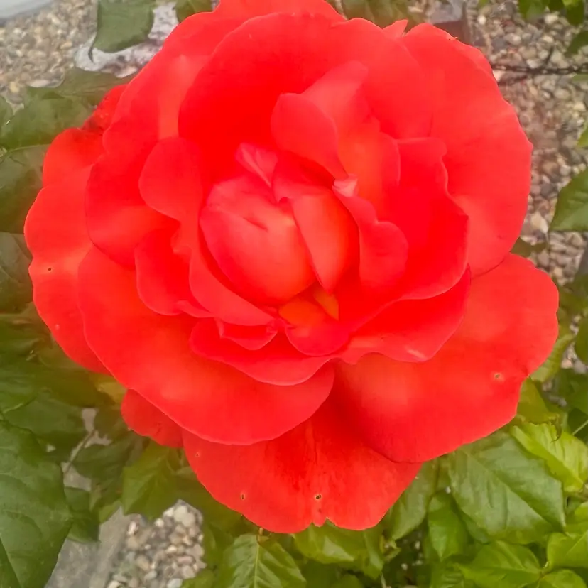 Costume Jewlery Item