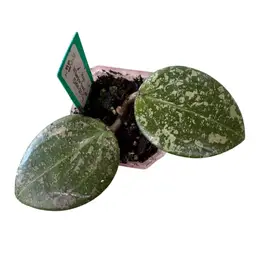 wibergiae Round Leaf (DMW-001-C)