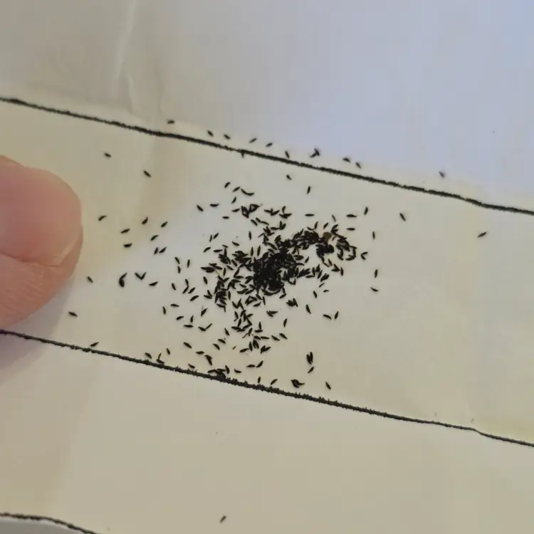 SEEDS- Drosera "Hercules x self"