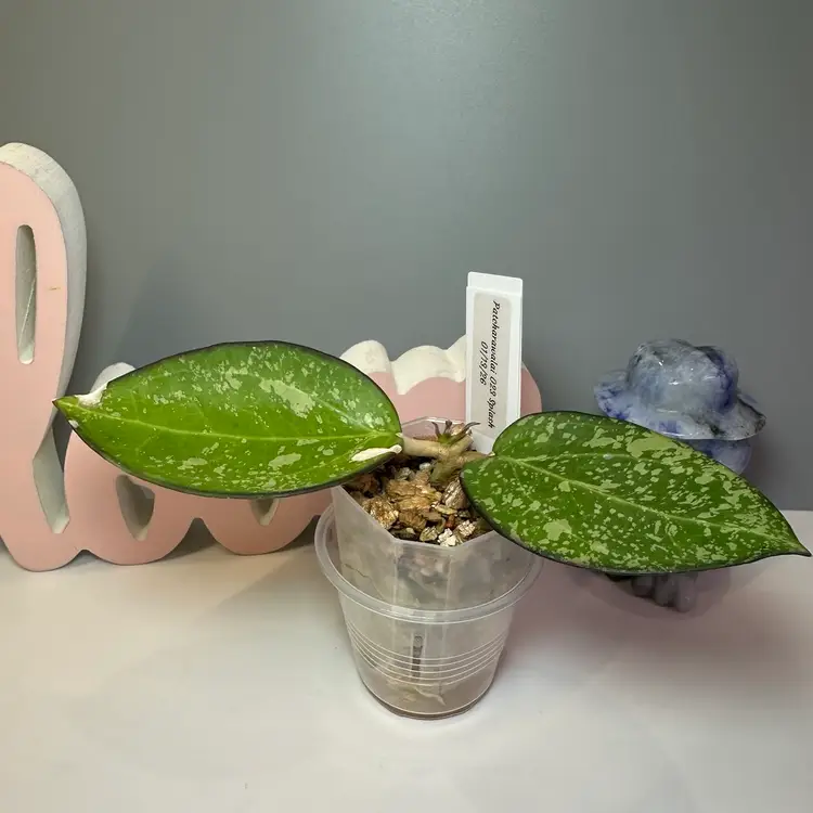 44 Patcharawalai 023 Splash