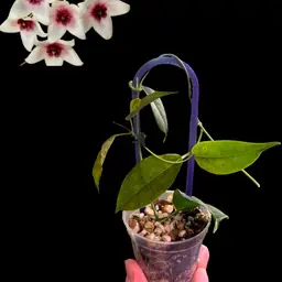 244 Hoya Tannauensis