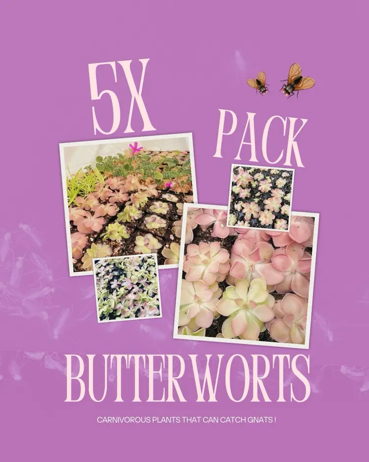 Pinguicula Bundle (5x) “In Luck”- Carnivorous Butterwort - 5 Plants