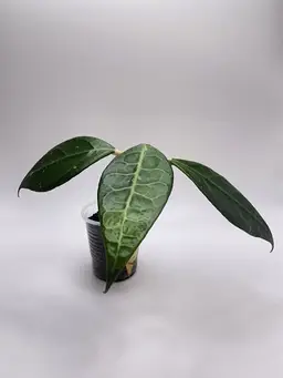 Hoya verticillata sp. Lampung