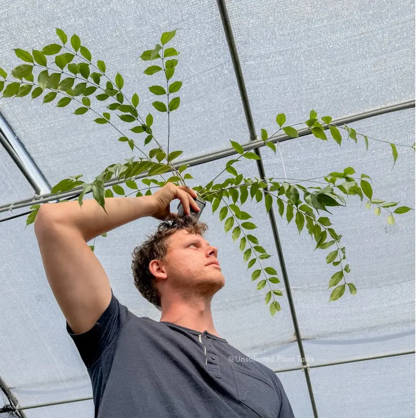 PS0260 - Hoya medusa