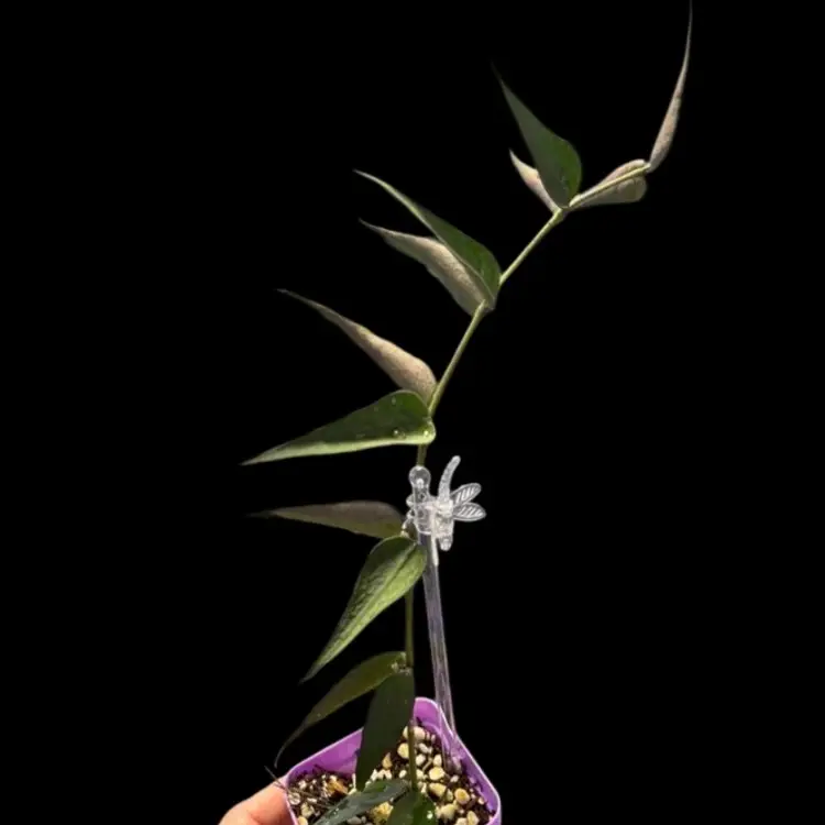 Hoya Sp Vietnam (not Burnanica)