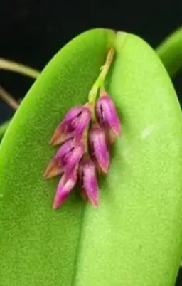 Pleurothallis prolifera