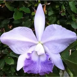 Lc. Featherrae 'Misty Blue' - 2.5” Pot