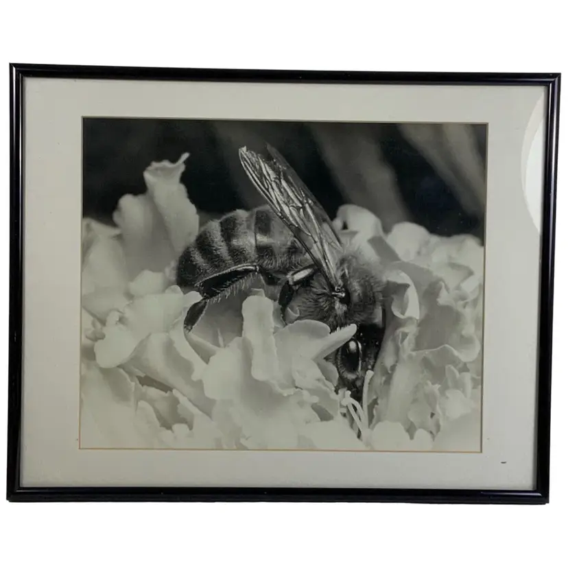 Vintage Original Art Photography Of John Boyd “Honey Bee ”