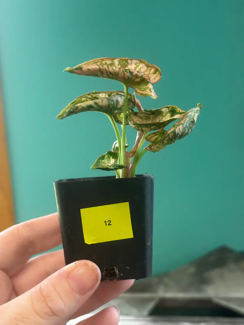 Syngonium Mosaic 2in Plant