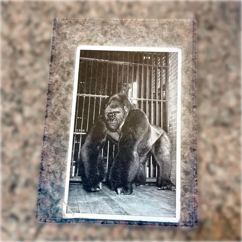 #18 Vintage West African Bushman Gorilla Lincoln Park Zoo  Postcard, Unused