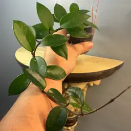 175 RHM 2598 Leland Joseph x unk