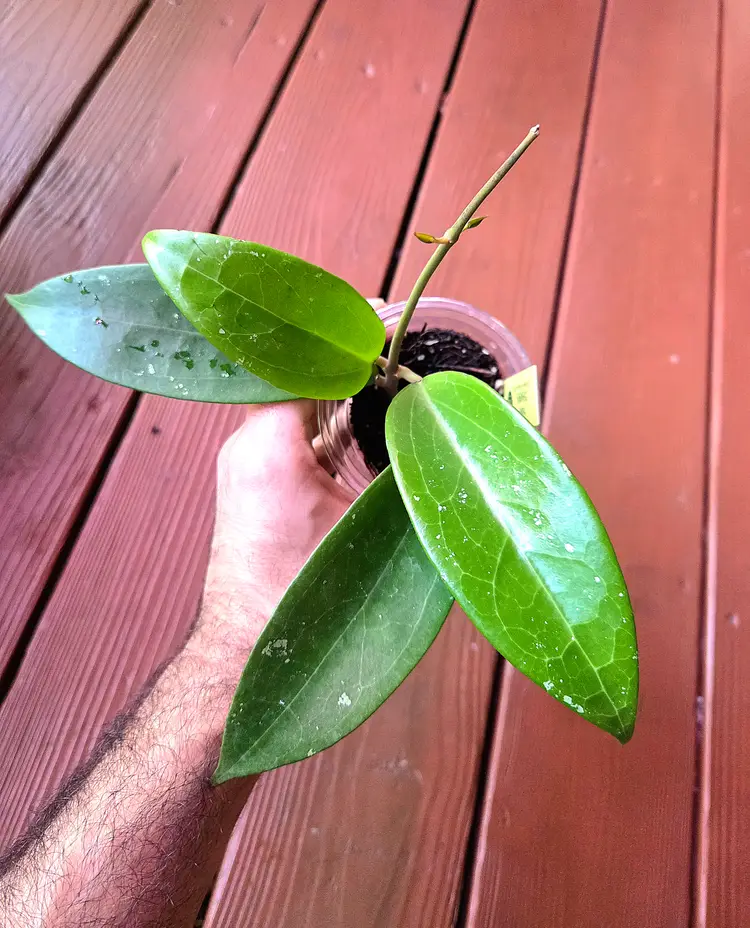 Hoya RHM909 Cambodia x rigida epc605