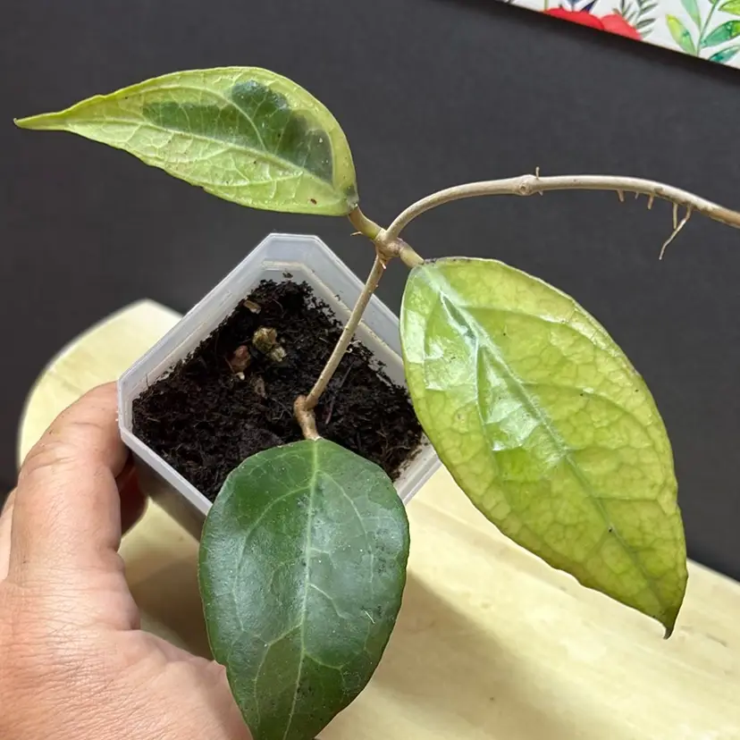 161 Hoya verticillata (Lampung) outer varigated