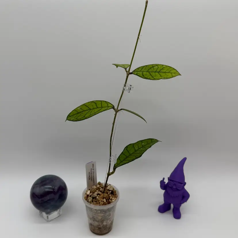 P25 SS20-01 (Desvoeuxensis x Crassipetiolata)
