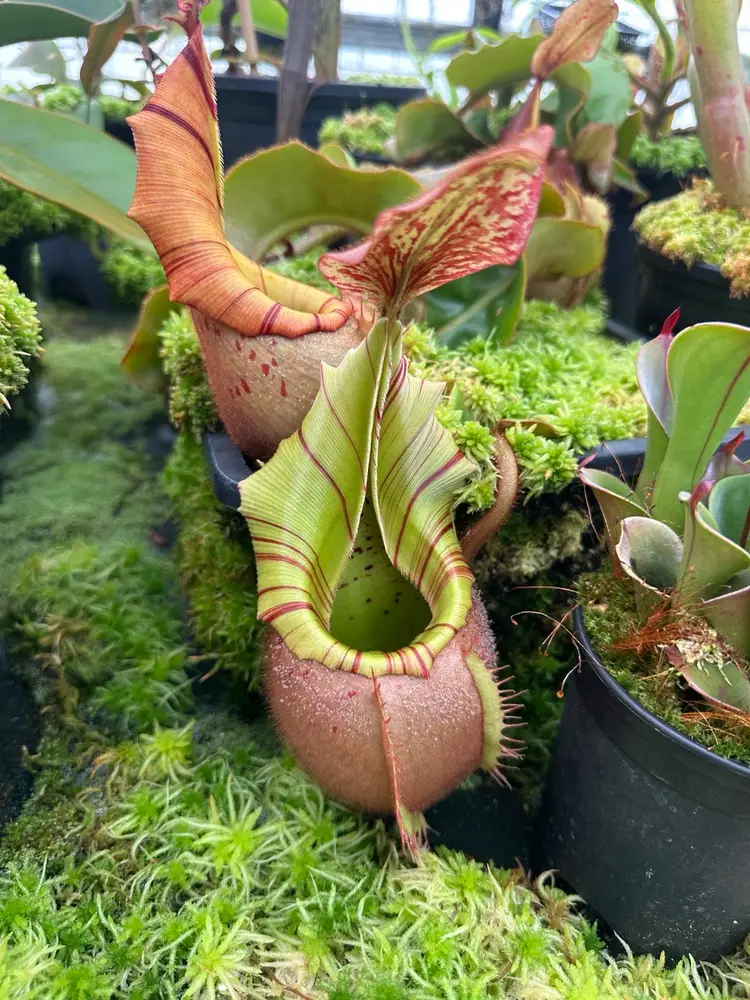 Nepenthes Auctions!