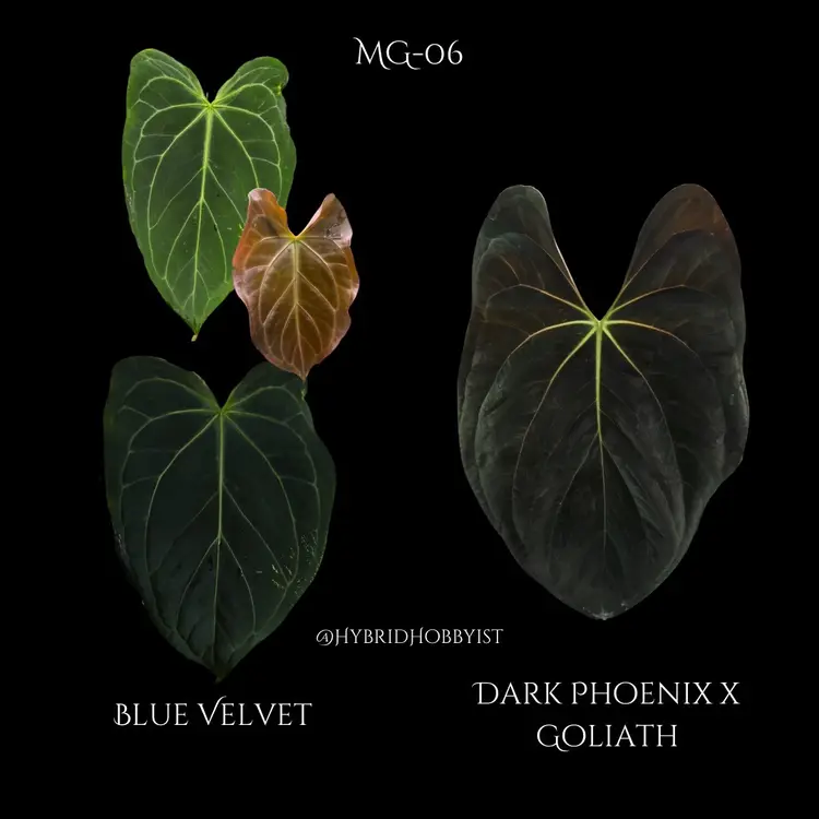 Anthurium MG-06 Seedling (Grower’s Choice)