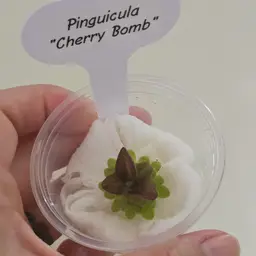 Pinguicula "Cherry Bomb"