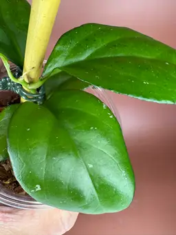 #3681 Nervosa x Joy OP
RHM2512-JLC5. * medium light