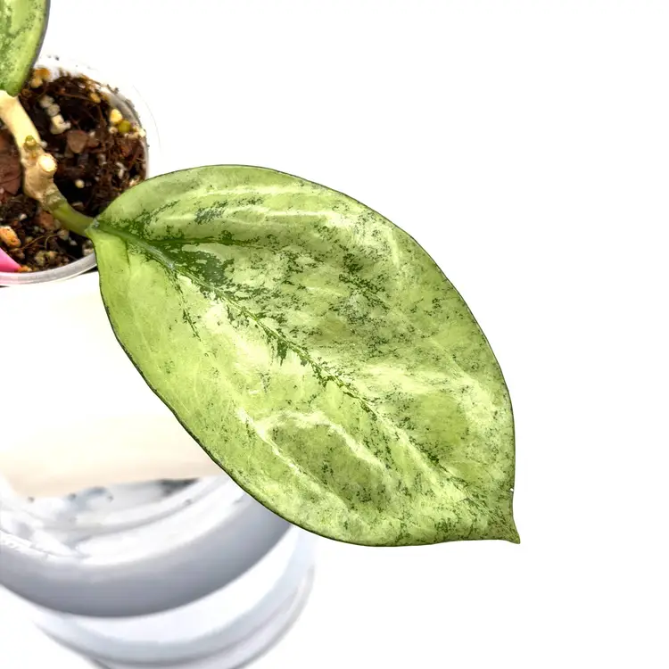 Hoya patcharawalai 023 silver/splash + Bonus Cutting