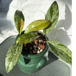 Hoya pubicalyx ‘Royal Hawaiian purple’