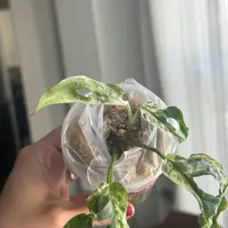 Monstera Laniata Mint Mottled