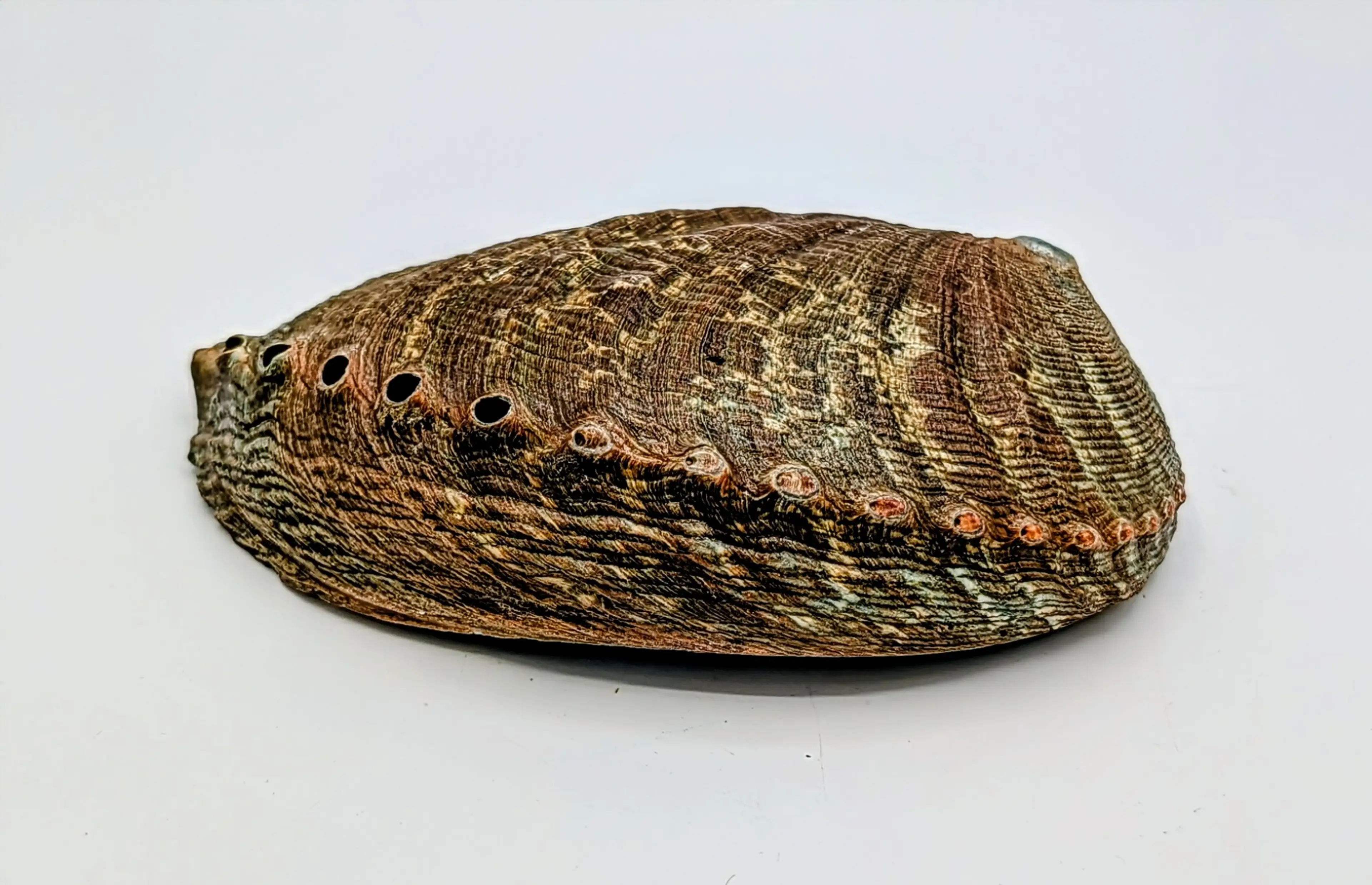 Image 5 of 6
