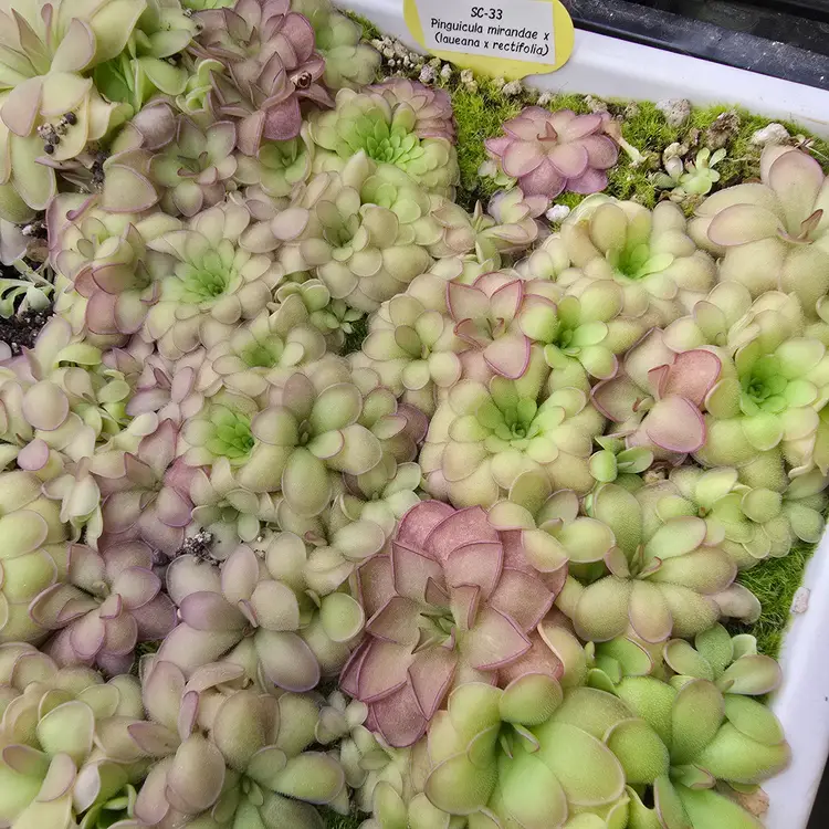 SMALL seedgrown SC-33 Pinguicula mirandae x (laueana x rectifolia)
