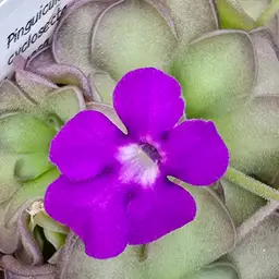 SEEDS Pinguicula cyclosecta