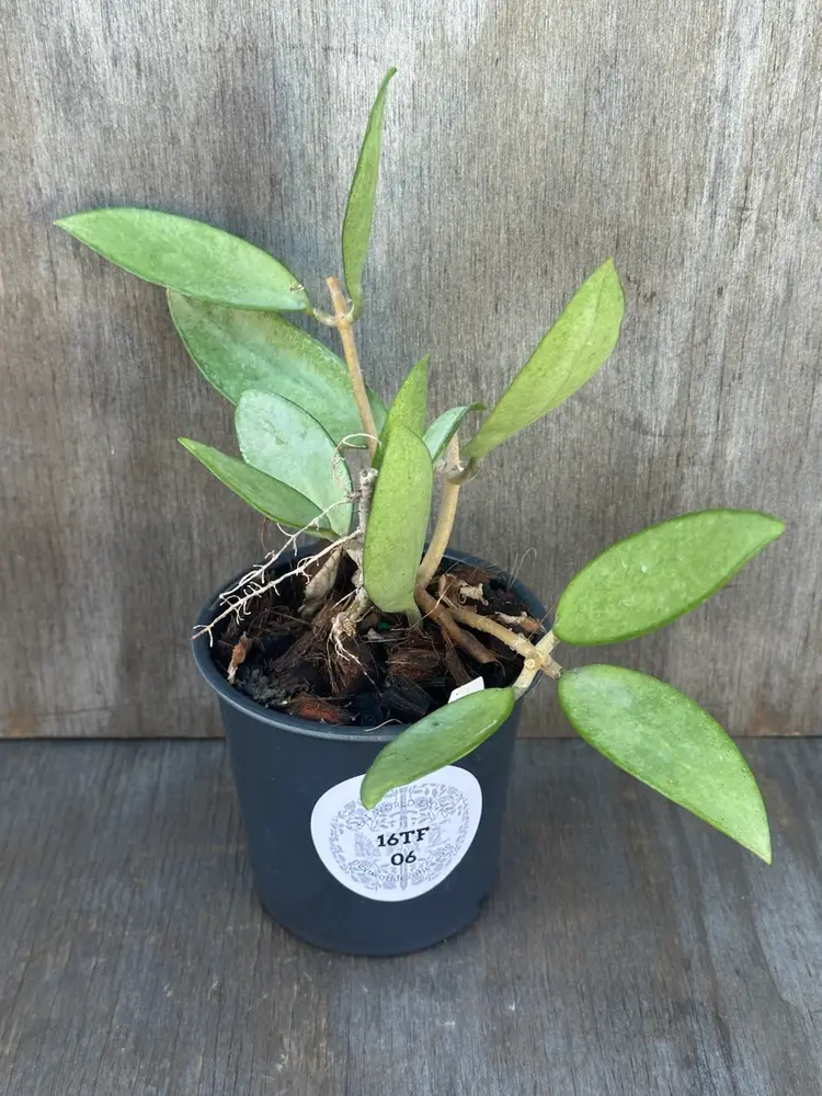 Hoya 'Silver Lady' (16TFM06)