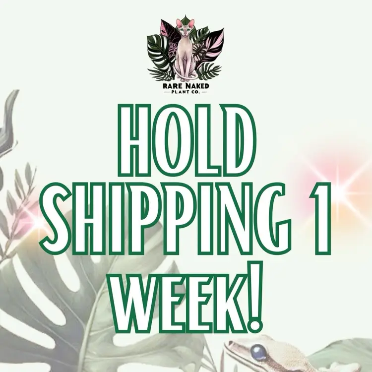 HOLD SHIPPING 1 WEEK