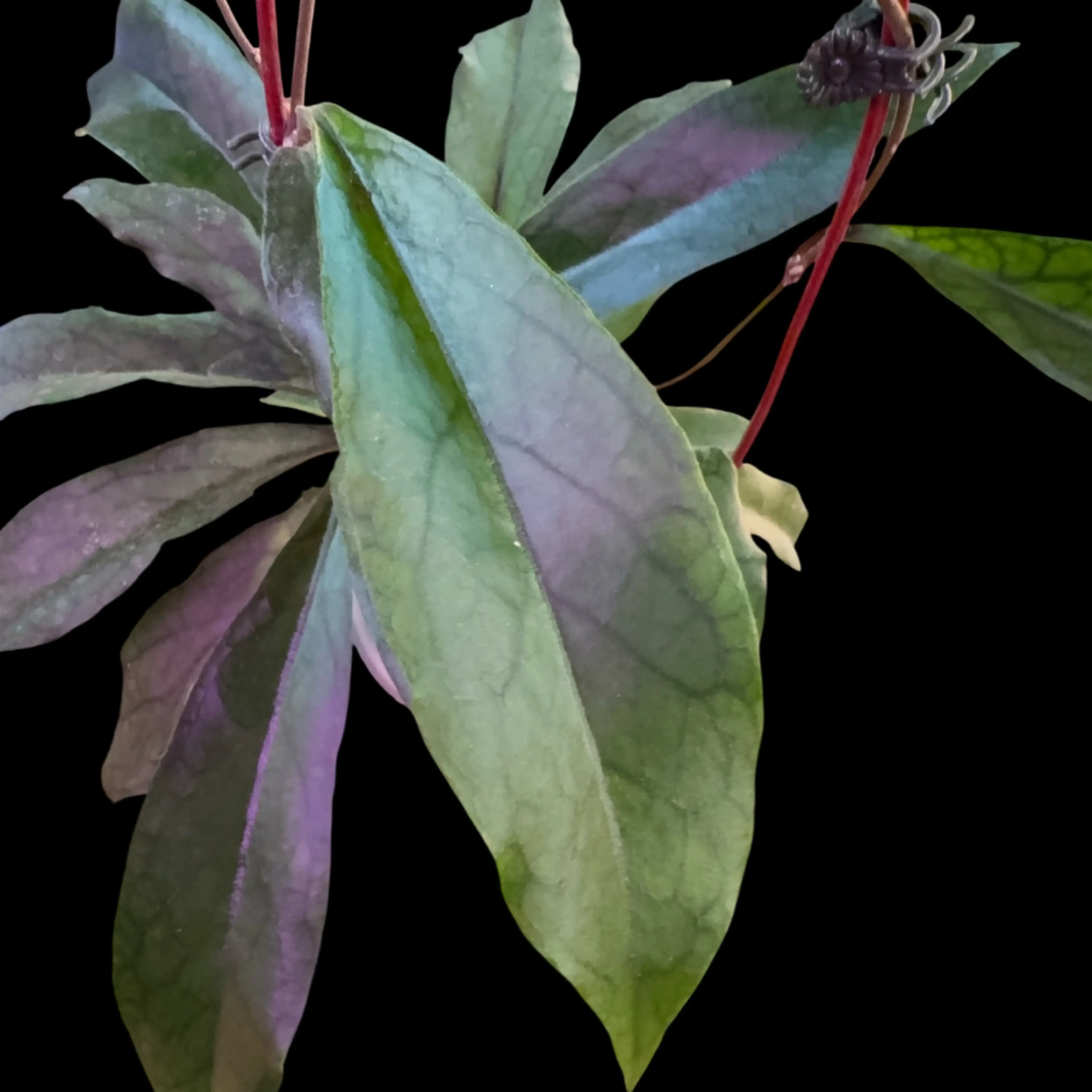 Image 2 of 2
