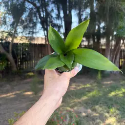 Green Snake Plant