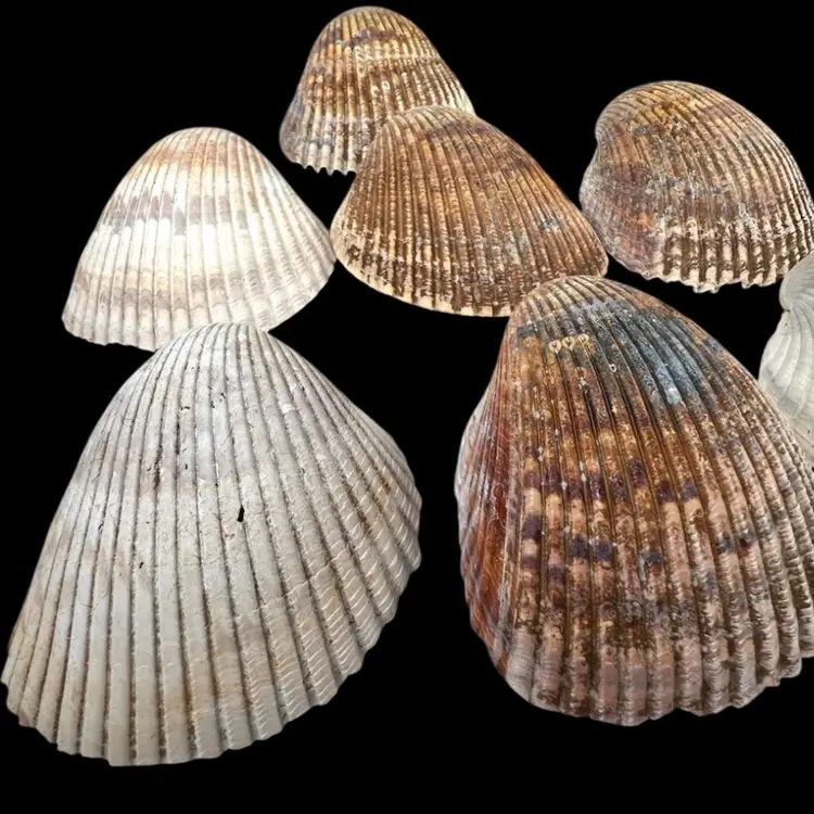 Lot of 7 Florida Giant Cockle Sea Shells. Palm size! Ethically Collected. Beautiful Coastal Nautical Marine Decor.