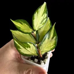 Hoya Polynuera Inner Var