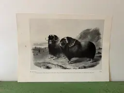 MUSK OX Vintage Audubon North America Print. 1951 12 x 8.5"