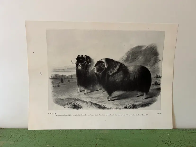 MUSK OX Vintage Audubon North America Print. 1951 12 x 8.5"