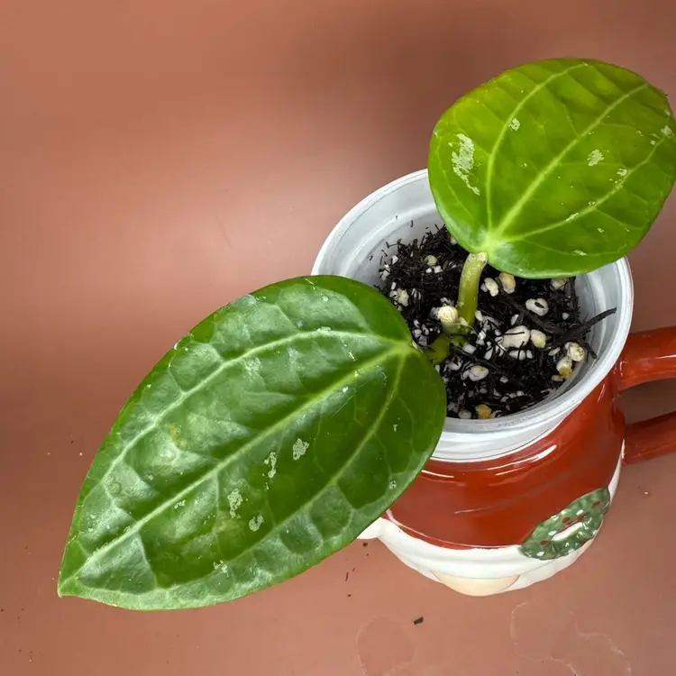 Latifolia (Sulawesi GPS 8867)