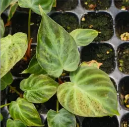 #01 (1 Unit) Philodendron Verrucosum Variegated Tissue Culture