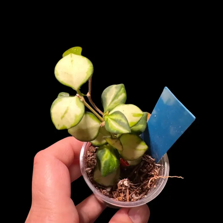 ✨ HOYA BUNDLE ✨ H. Heuschkeliana + H. Collina