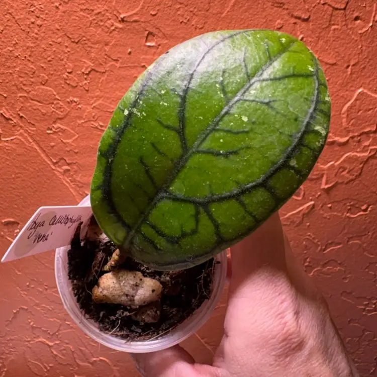 Hoya callistophylla ‘Vena’