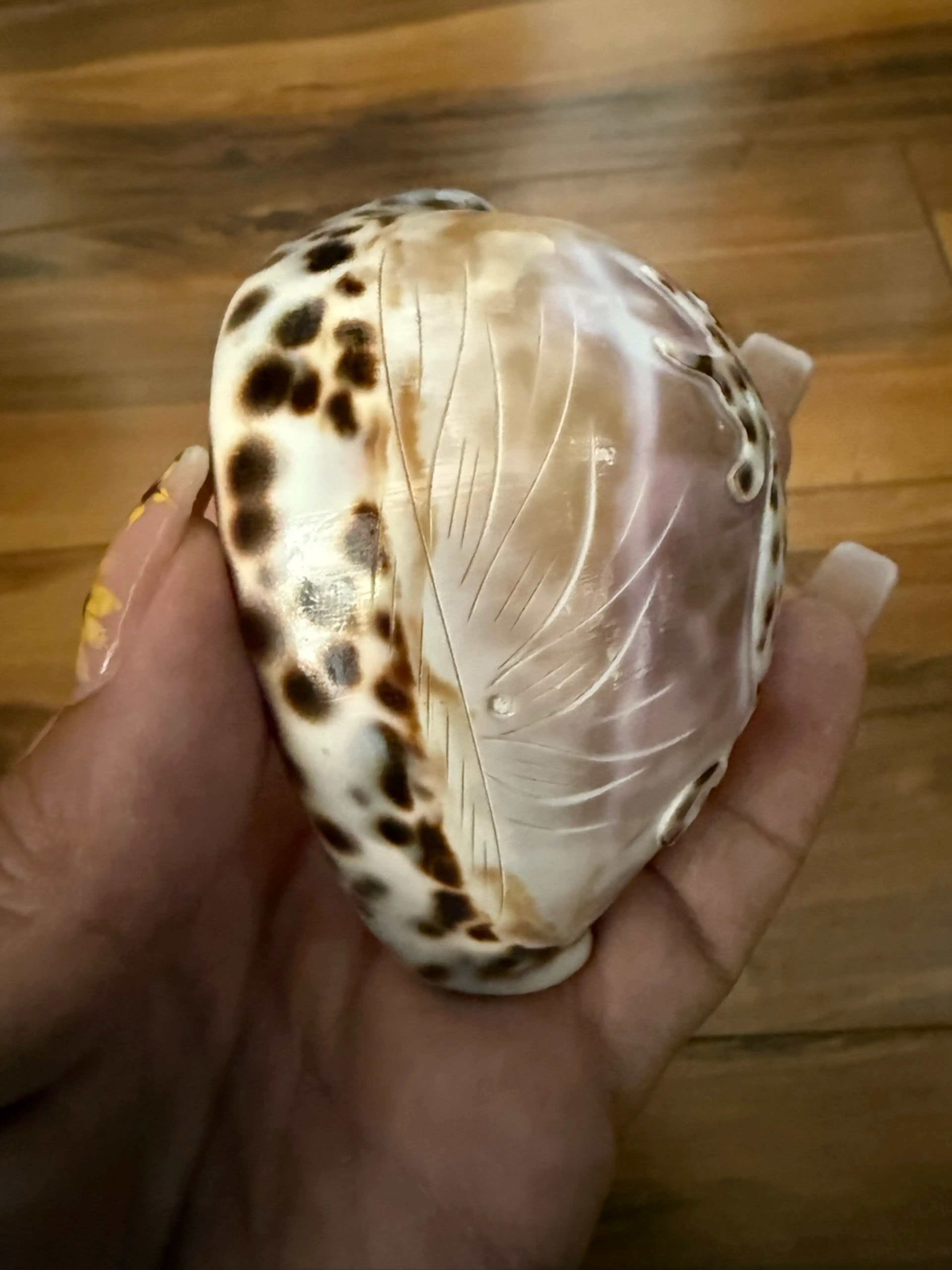 Image 4 of 5