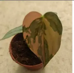 #01 (1 Unit) Philodendron Brandtianum Variegated Tissue Cultures