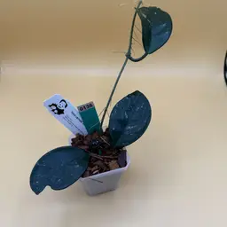 0136 Carnosa ‘Elving’ (from 1930s)