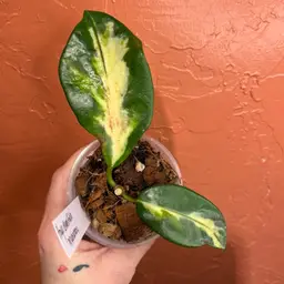 Hoya diversifolia ‘Maharani’