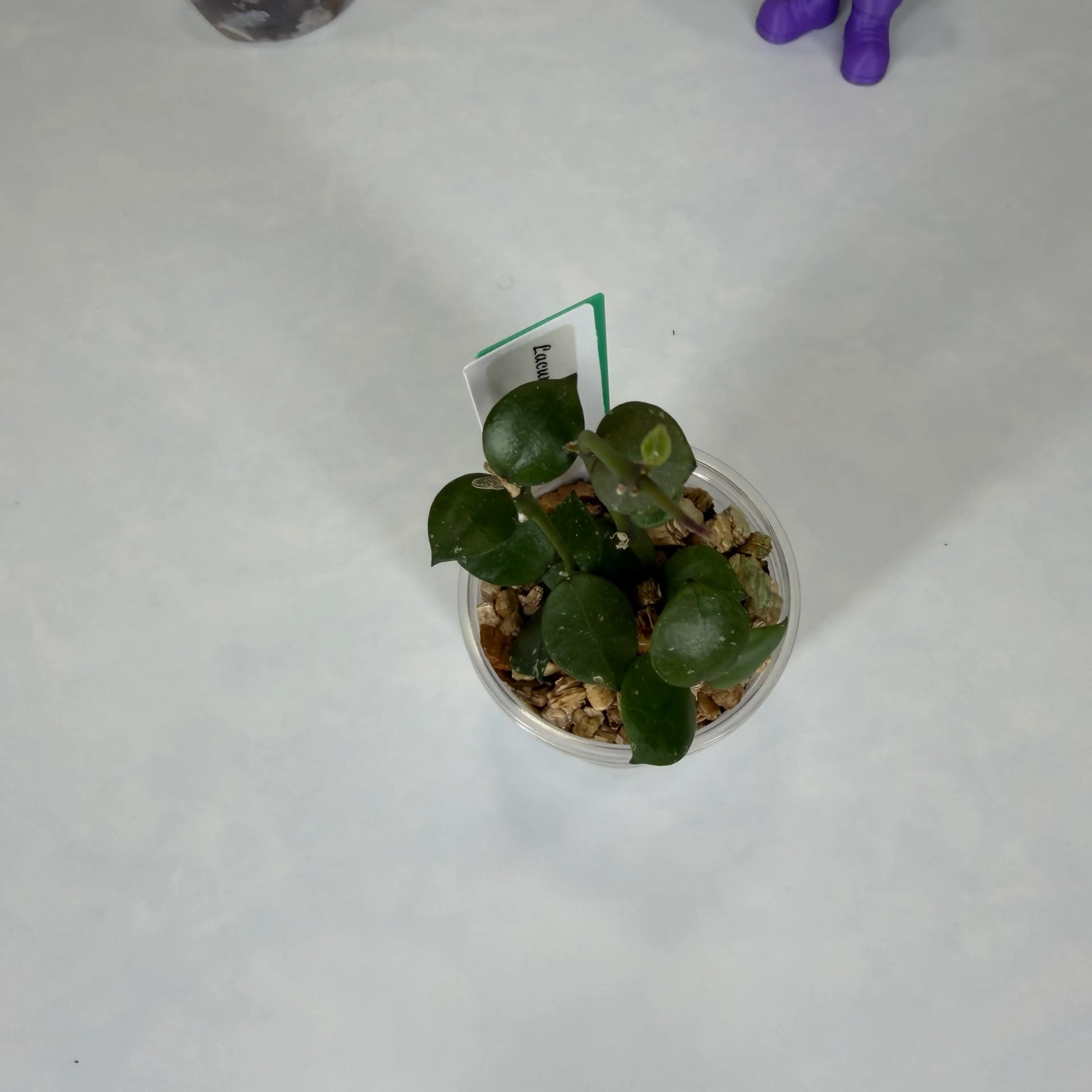 Image 2 of 2