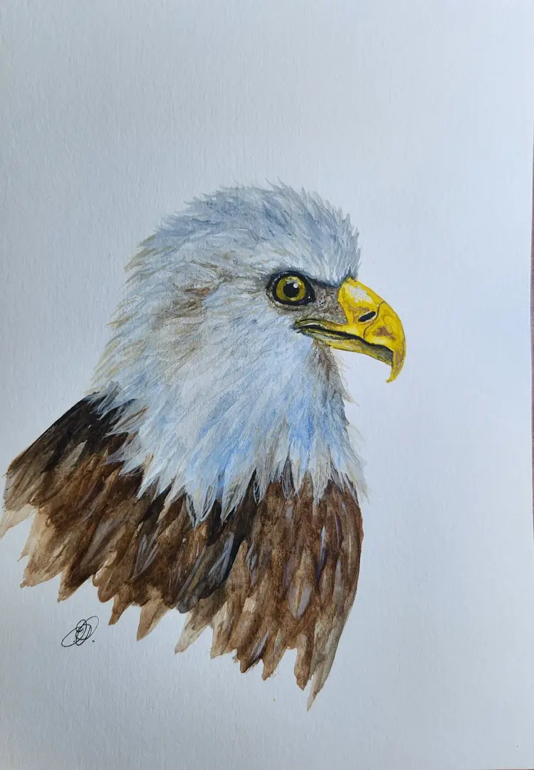 Bald Eagle Original Watercolor Painting Signed By The Artist 5x7 Free Shipping