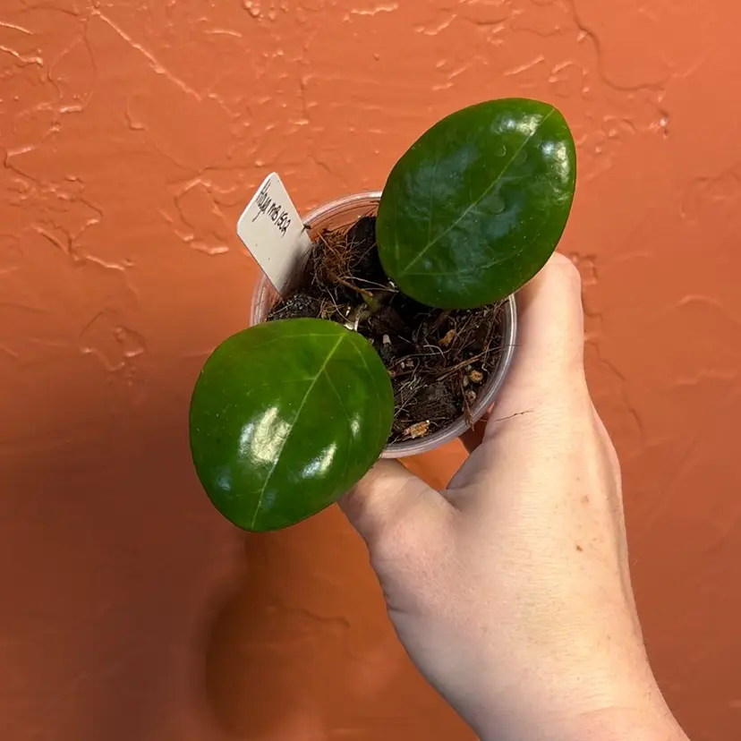 Hoya MB1502