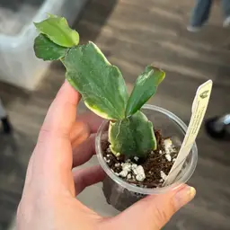 Var thxgiving cactus